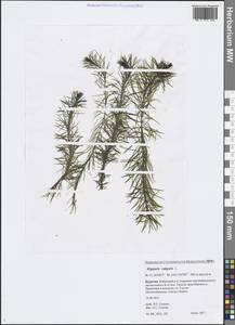 Hippuris vulgaris L., Siberia, Baikal & Transbaikal region (S4) (Russia)