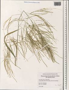 Thysanolaena latifolia (Roxb. ex Hornem.) Honda, South Asia, South Asia (Asia outside ex-Soviet states and Mongolia) (ASIA) (Vietnam)