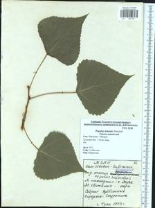 Populus deltoides, Eastern Europe, Central region (E4) (Russia)