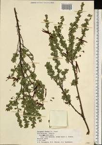 Caragana frutex (L.)K.Koch, Eastern Europe, Central forest-and-steppe region (E6) (Russia)