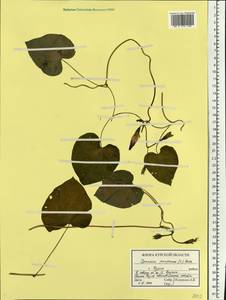 Ipomoea purpurea (L.) Roth, Eastern Europe, Central forest-and-steppe region (E6) (Russia)