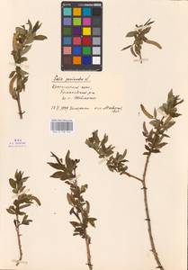 Salix pentandra L., Siberia, Altai & Sayany Mountains (S2) (Russia)