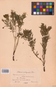 Adonis volgensis DC., Eastern Europe, Central forest-and-steppe region (E6) (Russia)