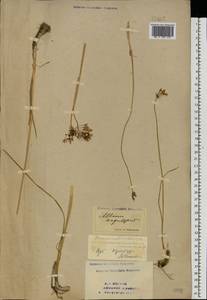 Allium angulosum L., Eastern Europe, Eastern region (E10) (Russia)