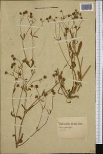 Valerianella locusta (L.) Laterr., Western Europe (EUR) (Germany)