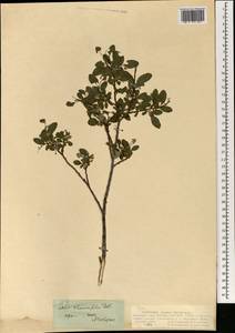 Salix rhamnifolia Pall., Mongolia (MONG) (Mongolia)