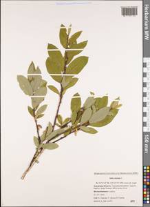 Salix hastata L., Siberia, Russian Far East (S6) (Russia)