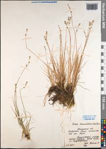 Carex brunnescens (Pers.) Poir., Siberia, Western Siberia (S1) (Russia)