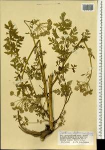 Cnidium dauricum (Jacq.) Turcz. ex Fisch. & C. A. Mey., Mongolia (MONG) (Mongolia)