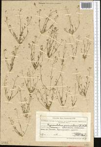 Hornungia procumbens (L.) Hayek, Middle Asia, Muyunkumy, Balkhash & Betpak-Dala (M9) (Kazakhstan)