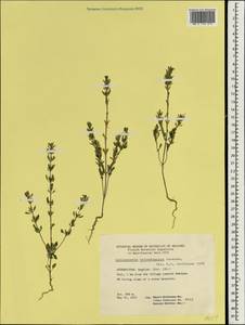 Lallemantia baldshuanica Gontsch., South Asia, South Asia (Asia outside ex-Soviet states and Mongolia) (ASIA) (Afghanistan)