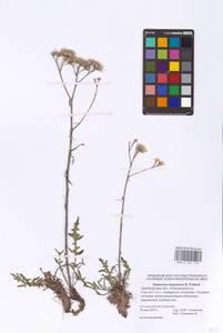 Saussurea turgaiensis B. Fedtsch., Eastern Europe, Eastern region (E10) (Russia)