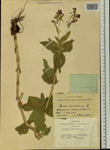 Silene chalcedonica (L.) E. H. L. Krause, Siberia, Western Siberia (S1) (Russia)