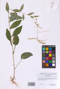 Catolobus pendulus (L.) Al-Shehbaz, Eastern Europe, Moscow region (E4a) (Russia)