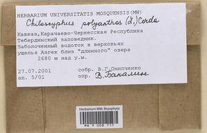 Chiloscyphus polyanthos (L.) Corda, Bryophytes, Bryophytes - North Caucasus & Ciscaucasia (B12) (Russia)