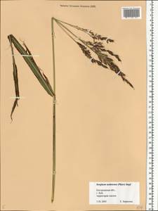 Sorghum drummondii (Nees ex Steud.) Millsp. & Chase, Eastern Europe, Central forest region (E5) (Russia)