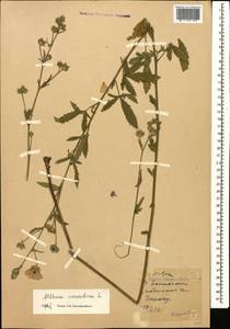 Althaea cannabina L., Caucasus, Stavropol Krai, Karachay-Cherkessia & Kabardino-Balkaria (K1b) (Russia)