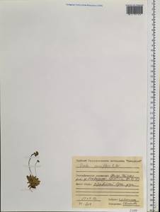 Draba pauciflora R.Br., Siberia, Central Siberia (S3) (Russia)