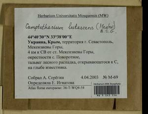 Homalothecium lutescens (Hedw.) H. Rob., Bryophytes, Bryophytes - Crimea (B3a) (Russia)