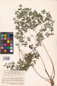 Oreoselinum nigrum Delarbre, Eastern Europe, Lithuania (E2a) (Lithuania)