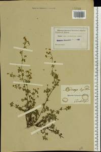 Medicago lupulina L., Eastern Europe, South Ukrainian region (E12) (Ukraine)