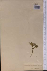 Euphorbia turczaninowii Kar. & Kir., Middle Asia, Muyunkumy, Balkhash & Betpak-Dala (M9) (Kazakhstan)