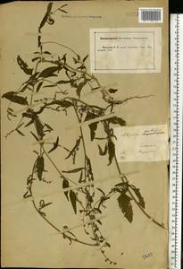 Atriplex patula L., Eastern Europe, Central forest-and-steppe region (E6) (Russia)