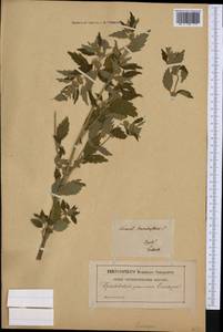Chaiturus marrubiastrum (L.) Ehrh. ex Rchb., Western Europe (EUR) (Poland)