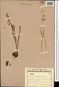 Muscari tenuiflorum Tausch, Caucasus, Armenia (K5) (Armenia)