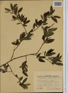 Chosenia arbutifolia (Pall.) A.K.Skvortsov, Siberia, Russian Far East (S6) (Russia)