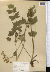 Semenovia dasycarpa (Regel & Schmalh.) Korovin ex Pimenov & V. N. Tikhom., Middle Asia, Pamir & Pamiro-Alai (M2) (Tajikistan)