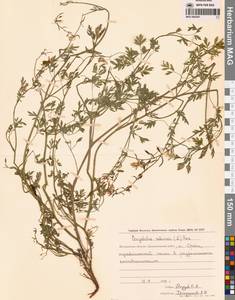 Corydalis sibirica (L.fil.) Pers., Siberia, Chukotka & Kamchatka (S7) (Russia)