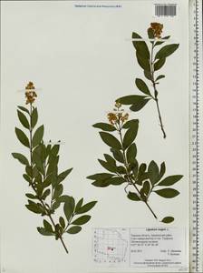 Ligustrum vulgare L., Eastern Europe, North-Western region (E2) (Russia)