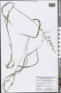 Arctagrostis arundinacea (Trin.) Beal, Siberia, Central Siberia (S3) (Russia)