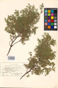 Juniperus communis L., Eastern Europe, Moscow region (E4a) (Russia)