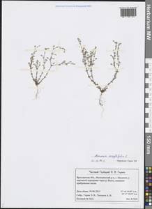 Arenaria serpyllifolia L., Eastern Europe, Central forest region (E5) (Russia)