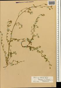 Medicago sativa subsp. varia (Martyn)Arcang., Caucasus, Dagestan (K2) (Russia)