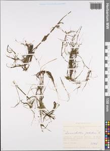 Zannichellia palustris L., Siberia, Western Siberia (S1) (Russia)