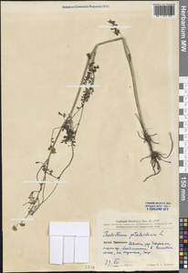 Thalictrum petaloideum L., South Asia, South Asia (Asia outside ex-Soviet states and Mongolia) (ASIA) (China)