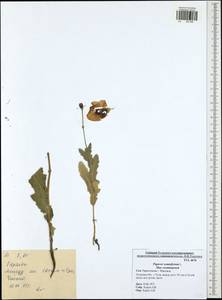 Papaver somniferum L., Eastern Europe, Central region (E4) (Russia)