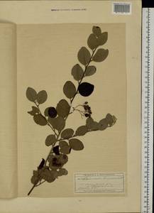 Cotoneaster tomentosus (Aiton) Lindl., Eastern Europe, Moscow region (E4a) (Russia)