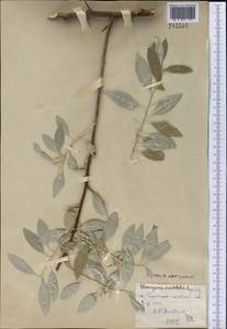 Elaeagnus angustifolia subsp. orientalis (L.) Soják, Middle Asia, Syr-Darian deserts & Kyzylkum (M7)