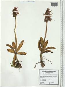 Orchis italica Poir. , nom. cons. prop., Western Europe (EUR) (Portugal)
