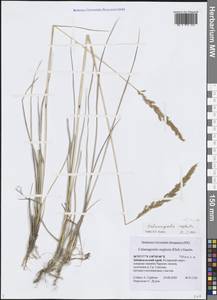 Calamagrostis stricta (Timm) Koeler, Siberia, Baikal & Transbaikal region (S4) (Russia)