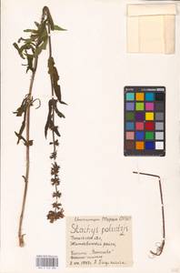 MHA 0 154 888, Stachys palustris L., Eastern Europe, Belarus (E3a) (Belarus)