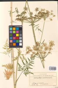 Silphiodaucus prutenicus subsp. prutenicus, Eastern Europe, Moscow region (E4a) (Russia)