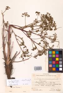 Xanthoselinum alsaticum (L.) Schur, Eastern Europe, Eastern region (E10) (Russia)