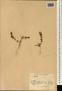 Salsola, South Asia, South Asia (Asia outside ex-Soviet states and Mongolia) (ASIA) (China)