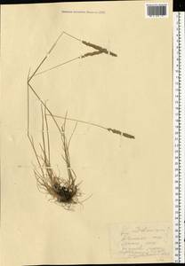Koeleria delavignei Czern. ex Domin, Eastern Europe, Central forest-and-steppe region (E6) (Russia)