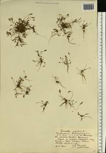 Limosella aquatica L., Eastern Europe, Moscow region (E4a) (Russia)